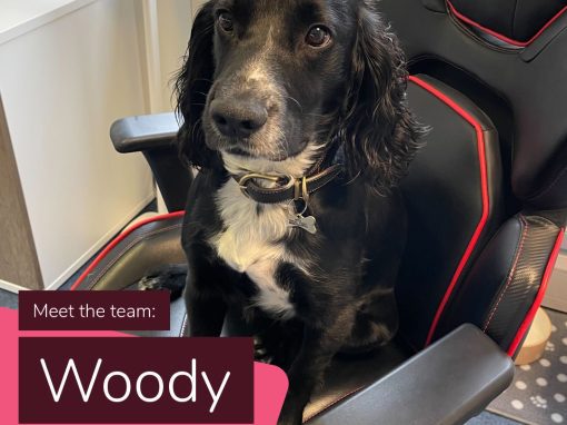 woody office dog