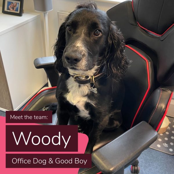 Woody office dog good boy Meet the Team: Woody the Office Dog