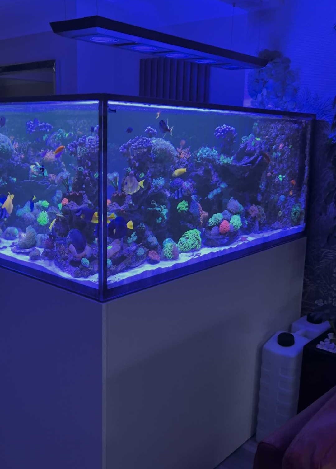 Donnie at home coral reef homecare management software